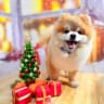 TeddyDog